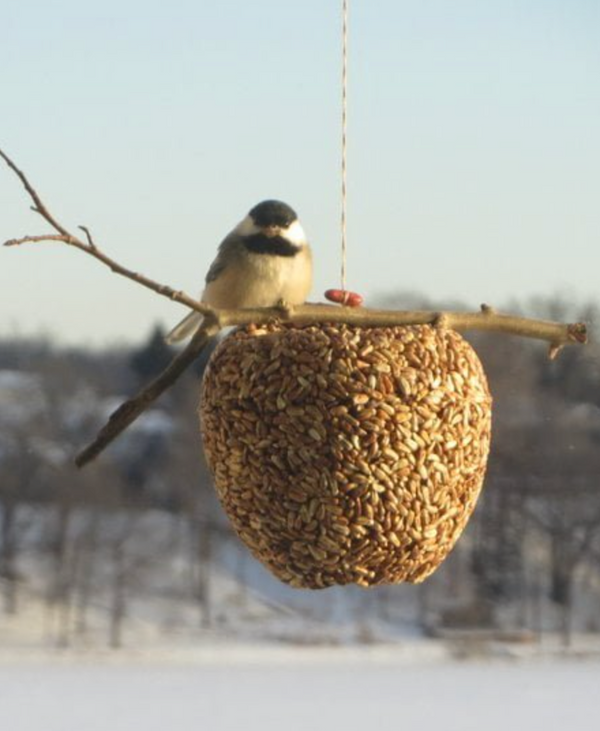JL Wild Bird Treats